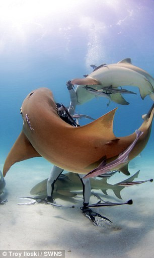 Nhà hải dương học 49 tuổi mới đây tình nguyện cho cá mập cắn vào tay ở ngoài khơi đảo Grand Bahama để trình diễn kỹ thuật tự giải thoát khi bị sát thủ đại dương tấn công. (Nguồn: Daily Mail)