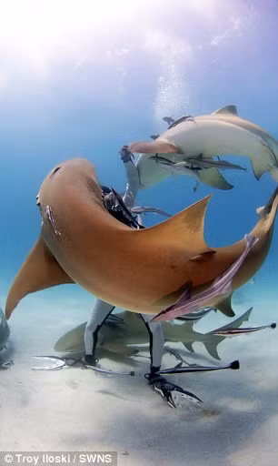 Nhà hải dương học 49 tuổi mới đây tình nguyện cho cá mập cắn vào tay ở ngoài khơi đảo Grand Bahama để trình diễn kỹ thuật tự giải thoát khi bị sát thủ đại dương tấn công. (Nguồn: Daily Mail)