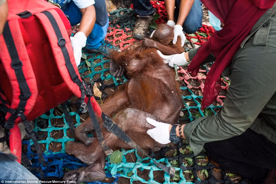 Các nhân viên cứu hộ động vật buộc phải bắn thuốc mê để không chế do thấy chúng đã nhịn đói nhiều ngày do hoảng sợ khi bị xua đuổi.