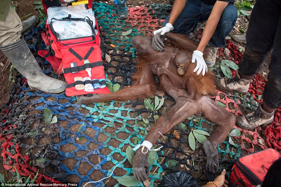 Hai mẹ đười ươi được phát hiện tại một đồn điền sau khi người dân địa phương phàn nàn về hoa màu của họ bị động vật hoang dã tàn phá.