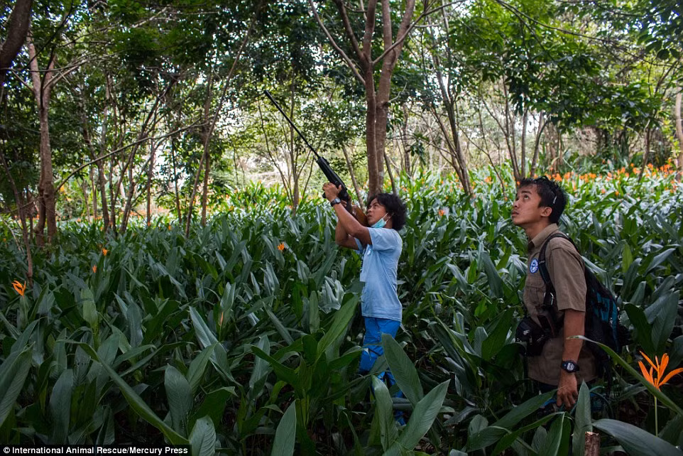 Các nhân viên cứu hộ sử dụng tên thuốc mê để bắn đười ươi mẹ và đười ươi con của nó trên cây tại Borneo , sau khi chúng phải nhịn đói nhiều ngày do môi trường sống bị phá hủy.