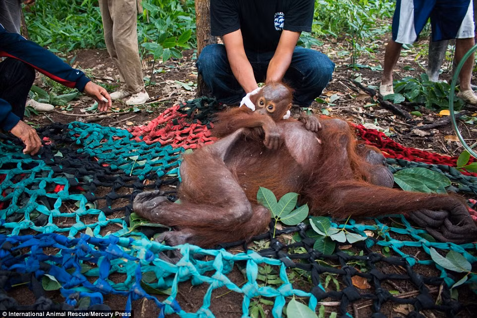 Trong khi đười ươi mẹ ngấm thuốc mê và bất tỉnh khi rơi xuống, con đười ươi con khoảng 2 hoặc 3 tuổi vẫn tỉnh và ôm chặt mẹ của nó.