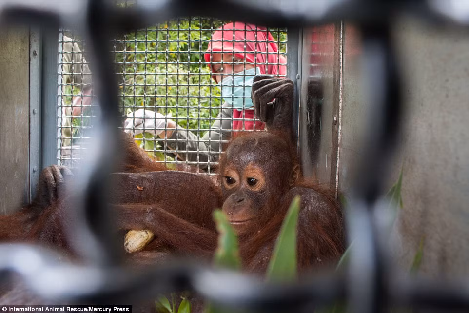 Hai mẹ con đười ươi được đưa lên xe chuyên dụng chở về trung tâm cứu hộ.