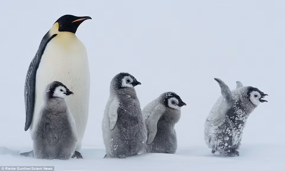 Các đàn chim cánh cụt phải tập trung lại để giữ ấm cho nhau khi nhiệt độ xuống dưới -9 độ C kèm theo gió mạnh.