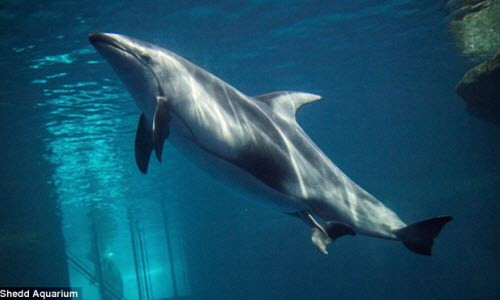 Cận cảnh cá heo sinh con cực hiếm Can canh ca heo sinh con cuc hiem