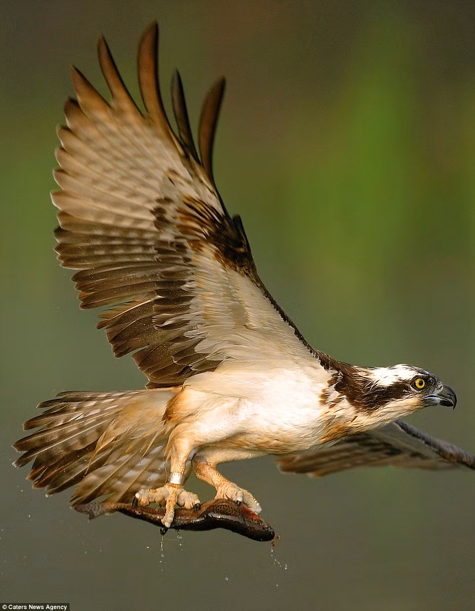 Móng vuốt của chim ưng biển có kết cấu như cao su, giúp chúng có thể kẹp chặt những con cá trơn trượt. (Nguồn: Daily Mail)