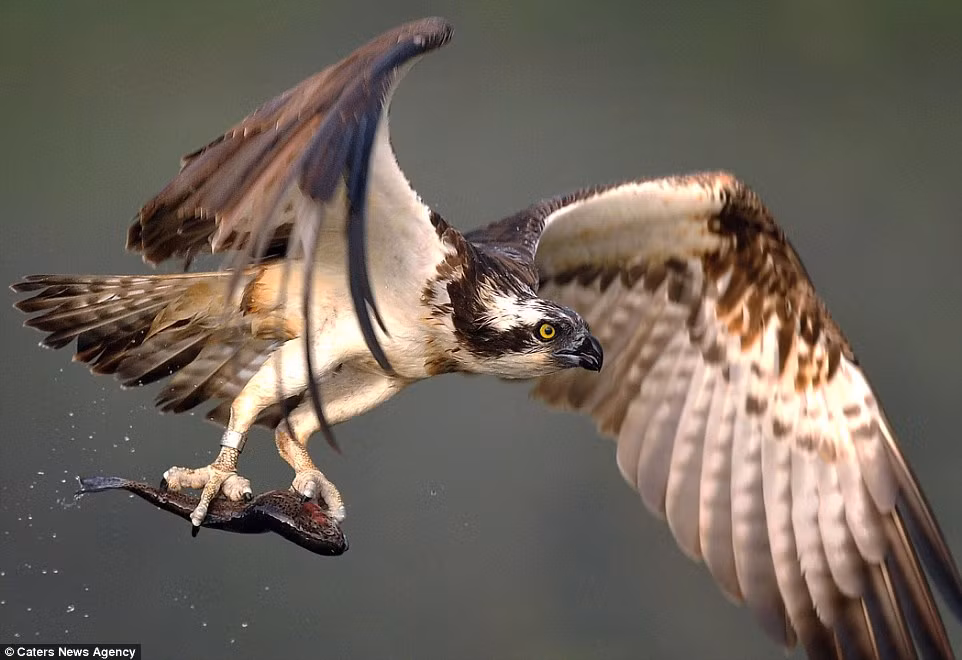 Chim ưng biển bay tới một nơi yên tĩnh trước khi thưởng thức con mồi. (Nguồn: Daily Mail)