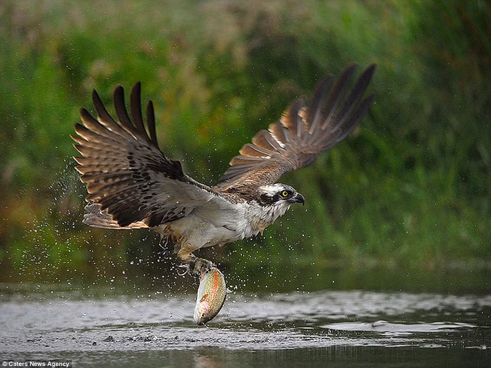 Chim ưng biển có sải cánh rất rộng, nên dễ dàng tha theo những cá to trong khi bay. (Nguồn: Daily Mail)