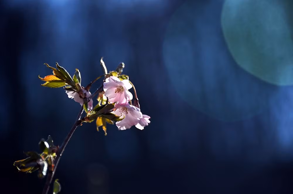 Hoa anh đào nở tại khu nghỉ dưỡng trượt tuyết Rosa Khutor. (Nguồn: Sputnik)