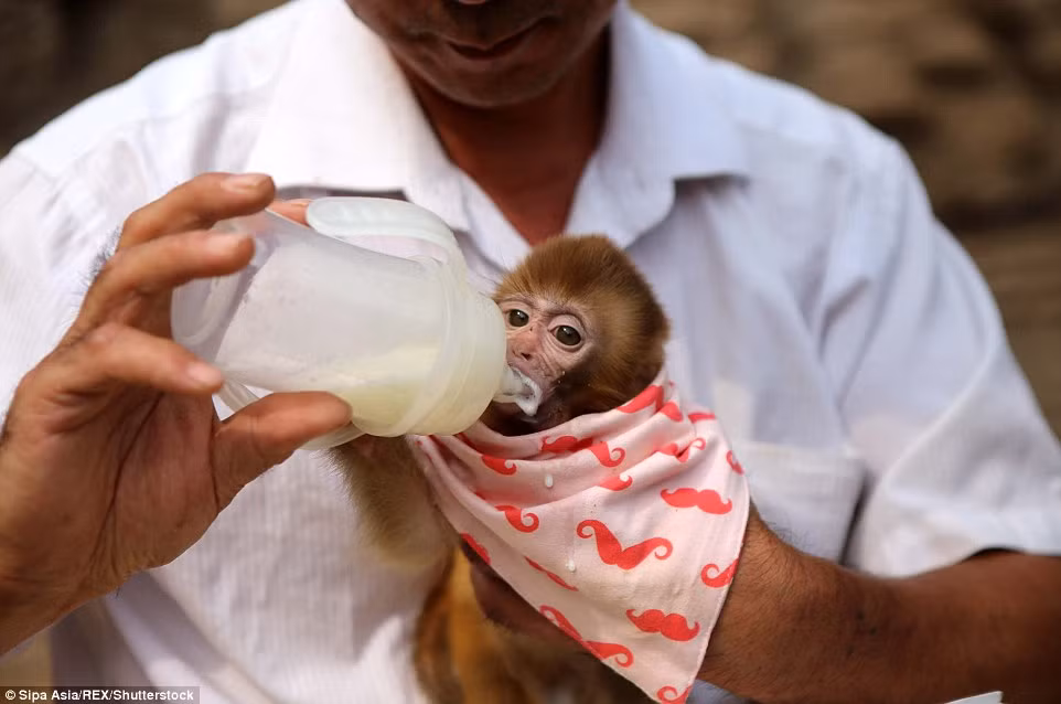 Ông Kuang đã đưa khỉ con về chăm sóc và giúp nó khỏe mạnh trở lại như lúc bình thường.