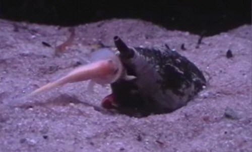 Hãi hùng cảnh sên biển nuốt gọn con mồi trong nháy mắt Hai hung canh sen bien nuot gon con moi trong nhay mat