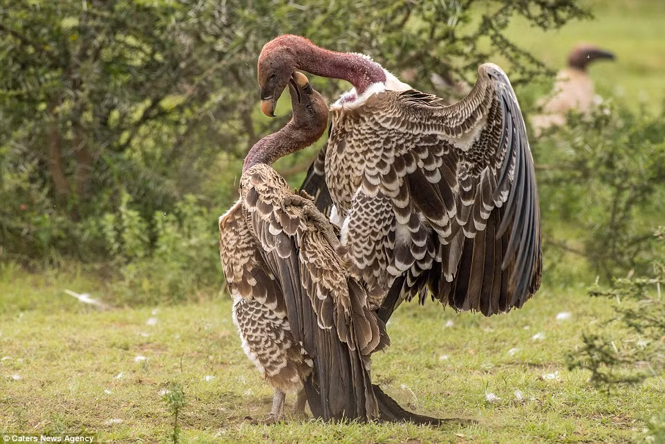 Nhiếp ảnh gia Roie Galitz cho biết có 5 loài kền kền khác nhau sinh sống trong vườn quốc gia Serengeti, Tanzania. (Nguồn: Daily Mail)