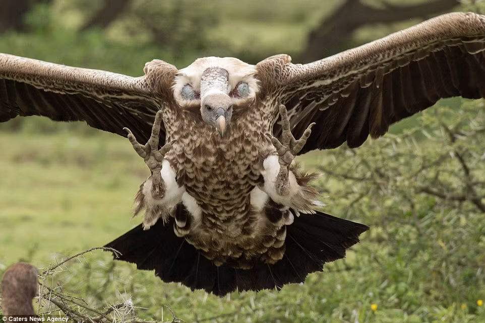 Con kền kền cố gắng khoe móng vuốt và xòe cánh hết cỡ để dọa những đồng loại khác của nó. (Nguồn: Daily Mail)