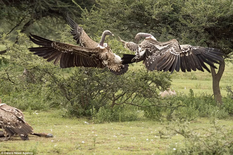 Vũ khí của chúng trong các cuộc quyết chiến là cặp chân với bộ móng vuốt sắc nhọn và chiếc cổ dài. (Nguồn: Daily Mail)