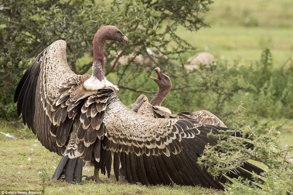 Con kền kền nào giành chiến thắng trong cuộc hỗn chiến sẽ có quyền ăn thịt xác chết đầu tiên. (Nguồn: Daily Mail)