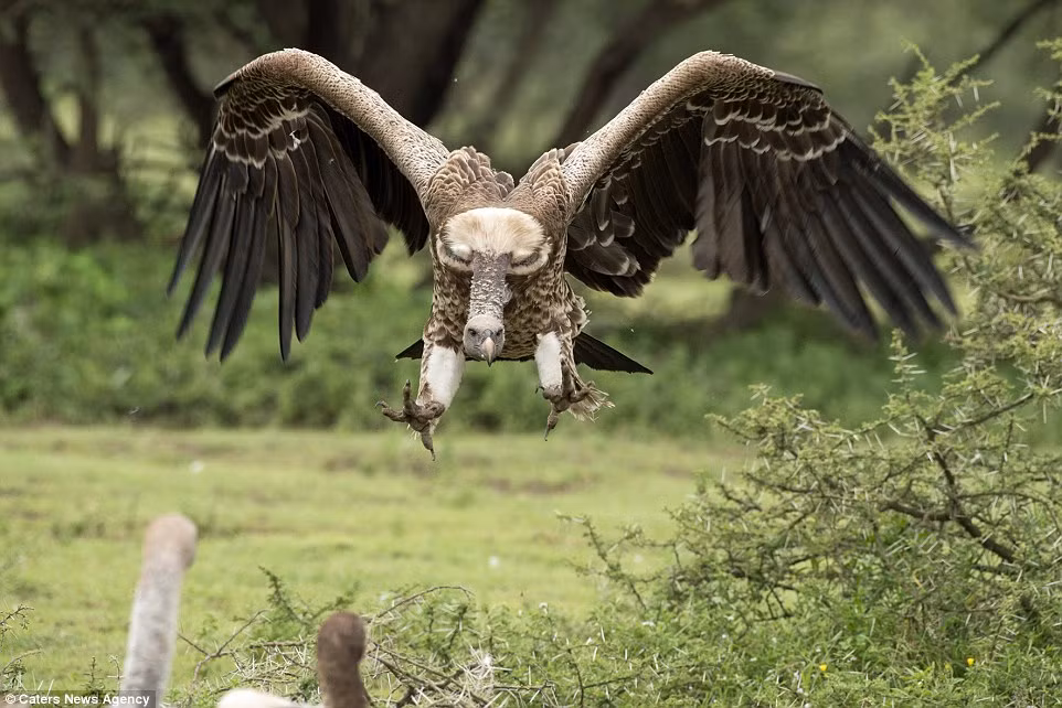 Một con kền kền từ trên cao xà xuống để tham gia vào cuộc chiến tranh giành thức ăn với đồng loại khác. (Nguồn: Daily Mail)