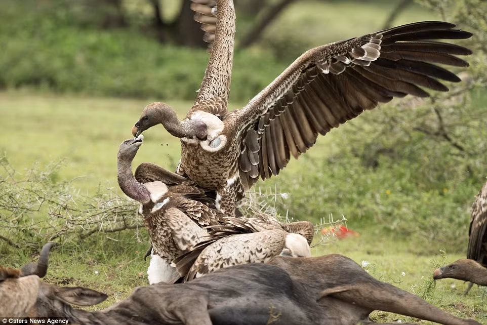 Trong chuyến thăm vườn quốc gia Serengeti vào tháng trước, nhiếp ảnh gia đến từ Israel có cơ hội chứng kiến một nhóm kền kền hỗn chiến tranh giành thức ăn, chúng đánh nhau ác liệt để tranh giành xác linh dương đầu bò chết. (Nguồn: Daily Mail)