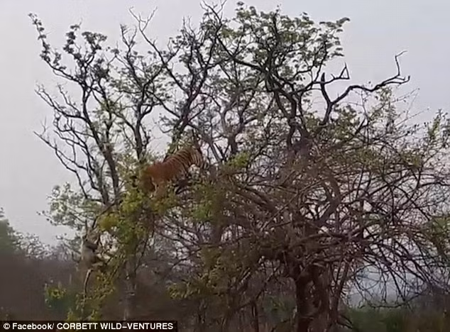 Con khỉ lanh lợi nhanh chóng leo ra đầu những cành cây nhỏ để tránh kẻ săn mồi hung dữ. (Nguồn: Daily Mail)