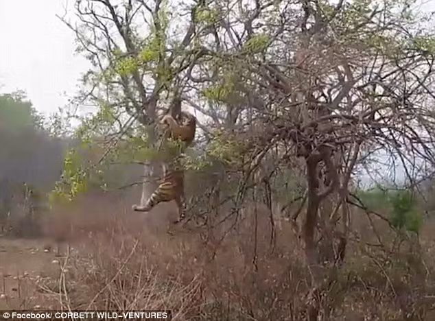 Cuối cùng, hổ vẫn bị tuột chân khỏi cành cây và rơi xuống đất, chịu một cú ngã đau điếng. (Nguồn: Daily Mail)