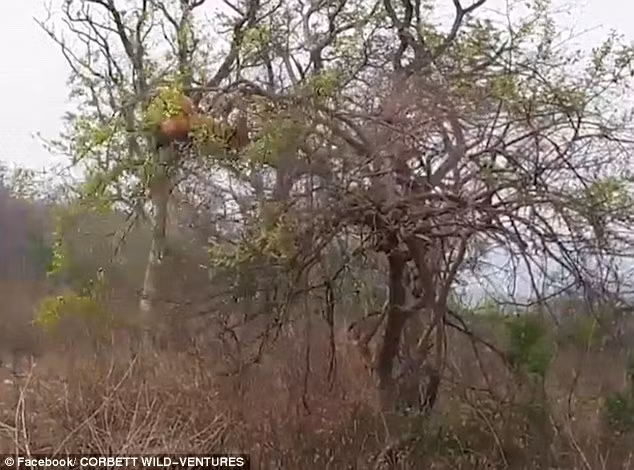 Hổ đói đã bị mắc bẫy của khỉ khi nó mải mê đuổi theo con mồi ra ngoài những cành cây nhỏ. (Nguồn: Daily Mail)