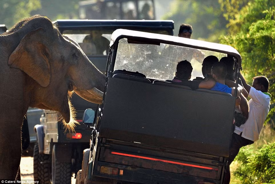 Du khách sợ hãi dạt hẳn về một bên khiến chiếc xe bị nghiêng. (Nguồn: Daily Mail)