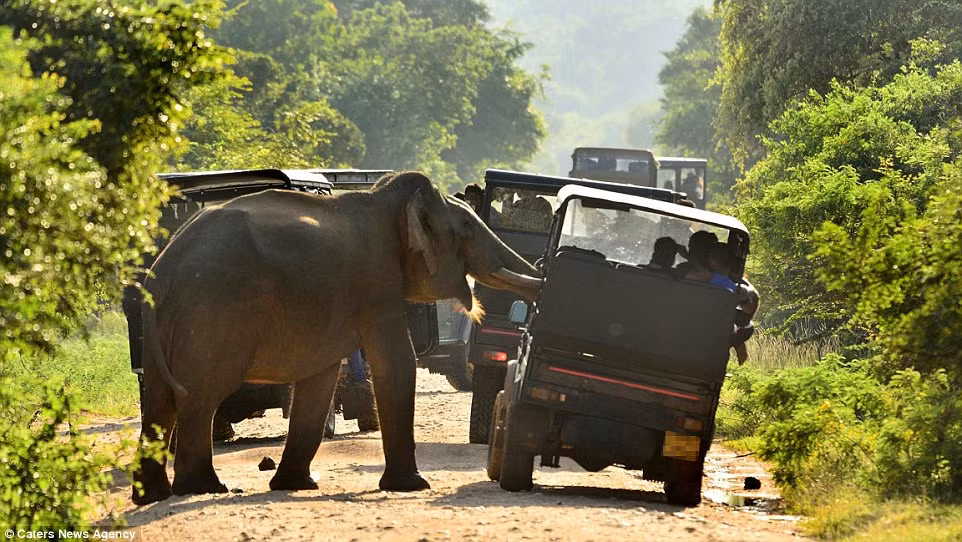 Khoảng 6.000 con voi châu Á được cho là đang sinh sống tại Sri Lanka và chúng đang có nguy cơ tuyệt chủng vì môi trường sống bị thu hẹp. (Nguồn: Daily Mail)