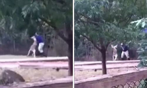 Hai hung kangaroo tan cong nhan vien vuon thu