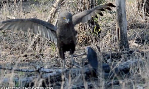 Dai bang quyet chien nay lua voi ran ho mang