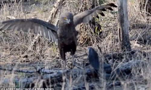 Dai bang quyet chien nay lua voi ran ho mang