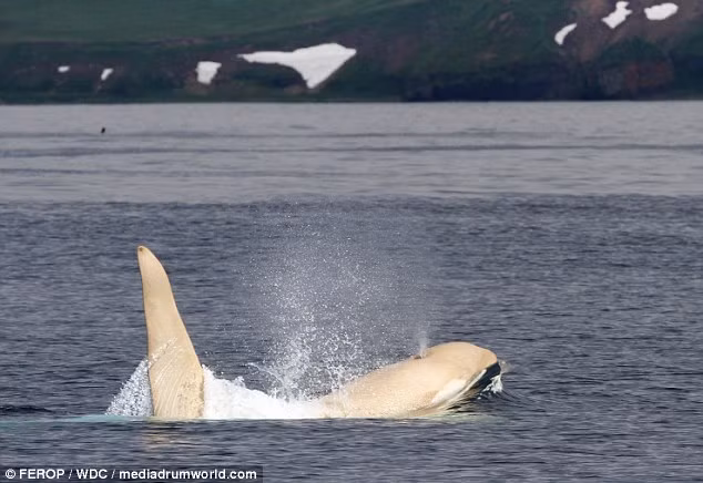 Một con cá voi sát thủ bạch tạng cực hiếm tên “Iceberg” mất tích 4 năm qua đã lại xuất hiện mới đây ngoài khơi quần đảo Kuril thuộc Nga. (Nguồn: Daily Mail)