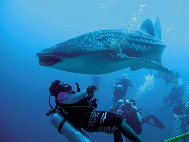Nhóm thợ lặn bơi quanh con cá mập được giải cứu khỏi sợi dây thiết quanh cơ thể.