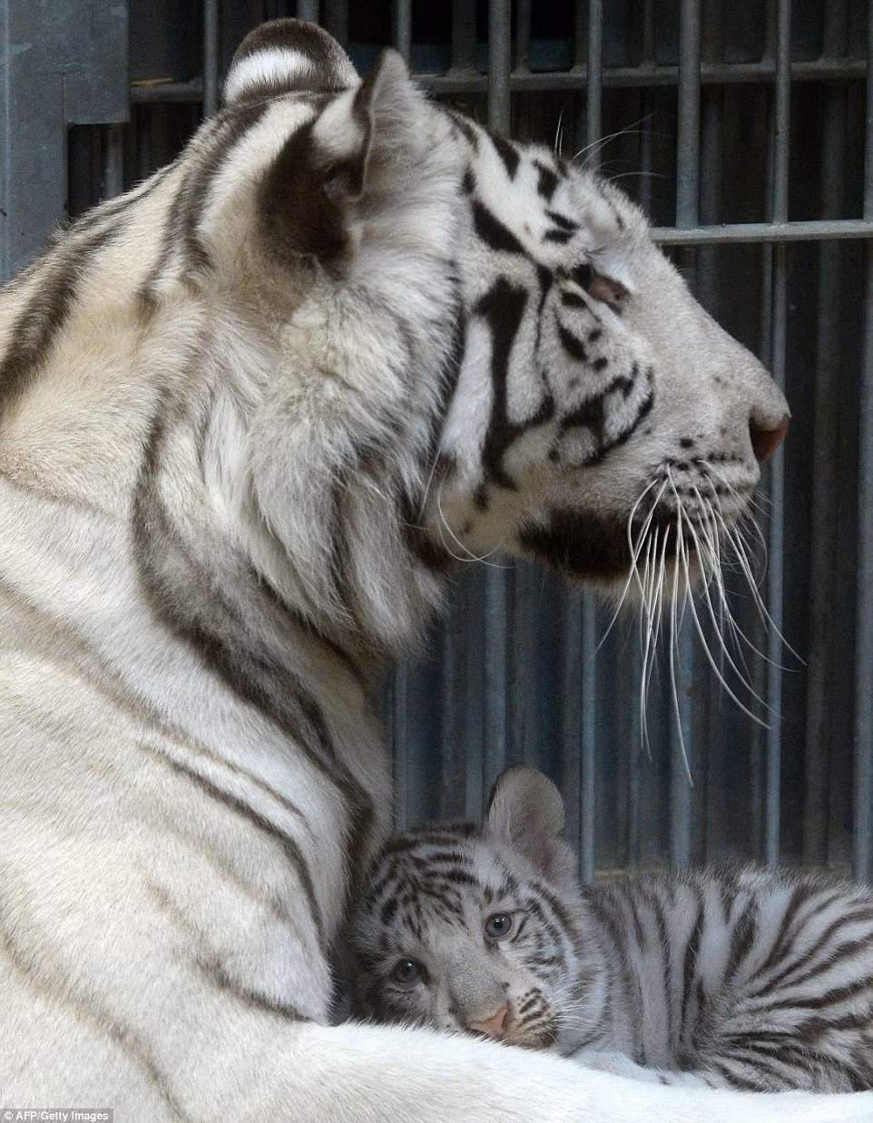 Trước đó, hổ mẹ Surya Bara hạ sinh ba lần trong vườn thú Liberec vào năm 2011, 2012 và 2014 (Nguồn: Daily Mail)
