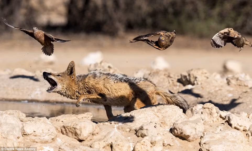 Nhưng đôi khi cặp chó rừng phải dàn trận nhiều lần mới săn được mồi vì loài gà cát là loài chim "thính" và bay rất nhanh. (Nguồn: Daily Mail)