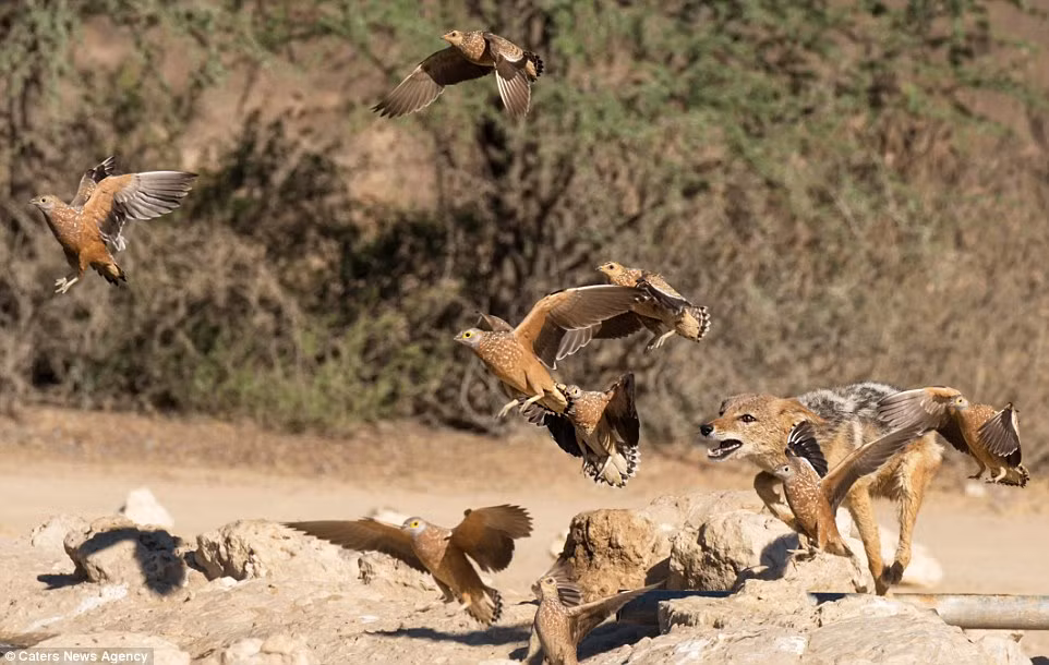 Với số lượng chim cát rất đông đảo, việc săn mồi không phải là quá khó đối với chó rừng. (Nguồn: Daily Mail)
