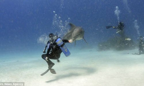 Cảnh độc: Cá heo khiêu vũ cùng thợ lặn Canh doc: Ca heo khieu vu cung tho lan