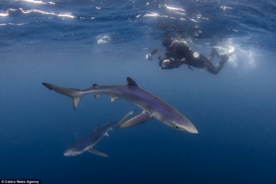 Một thợ lặn tiếp cận và ghi lại hình ảnh của cá mập xanh ngoài khơi bờ biển Cornish, Anh.