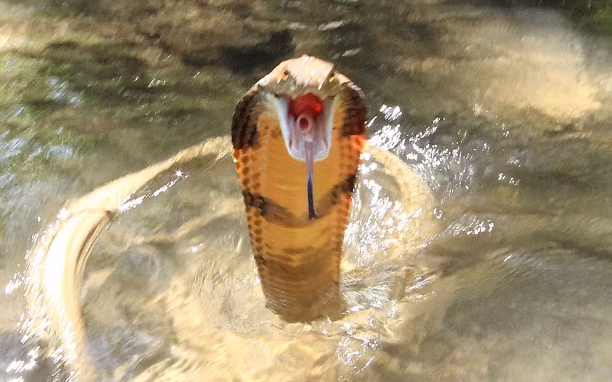 Nhiếp ảnh gia Tom Charlton chụp cận cảnh rắn hổ mang chúa trong tư thế sẵn sàng tấn công tại tỉnh Krabi, Thái Lan.