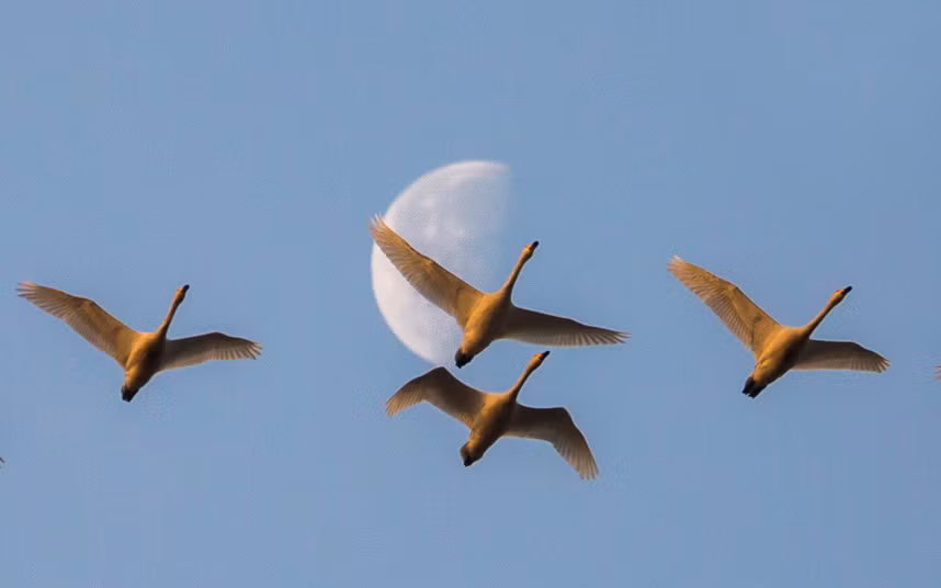 Đàn thiên nga bay dưới mặt trăng ở tỉnh Giang Tây, Trung Quốc.