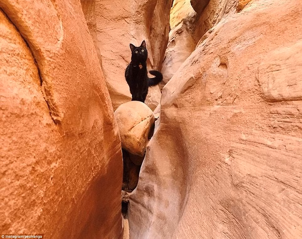 Chú mèo nổi tiếng Millie hiện đang trở nên nổi tiếng trên Instagram với 44.000 thành viên theo dõi.