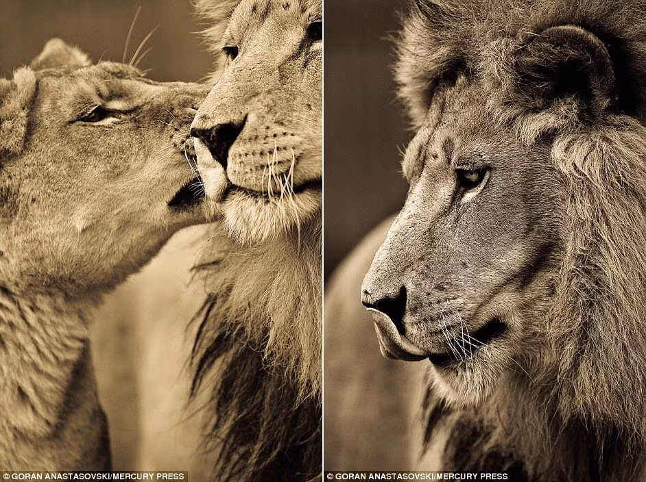 Cặp sư tử thể hiện tình cảm lãng mạn với nhau (trái), trong khi bức ảnh còn lại cho thấy sư tử đực đang trầm ngâm một mình.