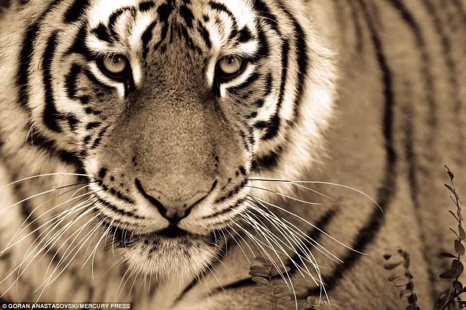 Cận cảnh một con hổ trong vườn thú Skopje.