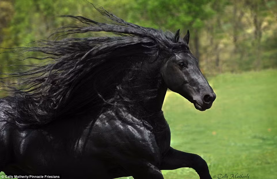 Chú ngựa giống Friesian đến từ Mỹ đang nổi tiếng trên mạng xã hội với vẻ dũng mãnh và điển trai. Frederik được cư dân mạng bình chọn là chú ngựa đẹp trai nhất thế giới. (Nguồn: Daily Mail)