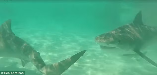 Loài cá mập hổ chiếm số lượng đông nhất tại vịnh Cá mập. (Nguồn: Daily Mail)