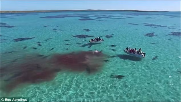 Máu từ xác cá voi loang ra vùng nước xung quanh khi bị đàn cá mập xâu xé trước sự chứng kiến của du khách trên hai chiếc tàu du lịch. (Nguồn: Daily Mail)