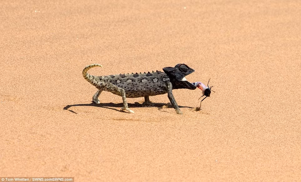 Tắc kè hoa nhẹ nhàng thu chiếc lưỡi về để đưa con mồi vào trong miệng.