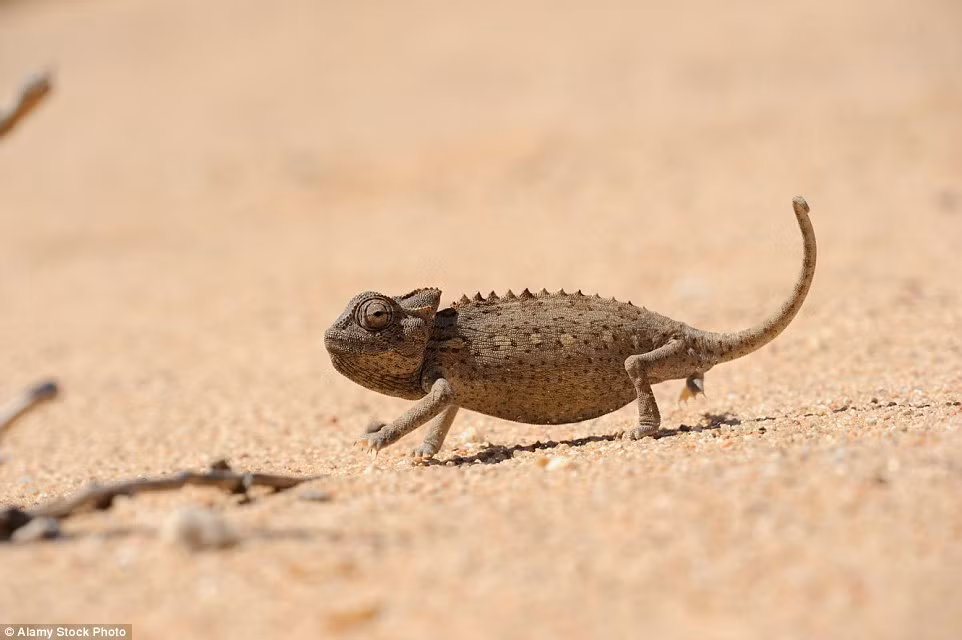 Tắc kè hoa có khả năng thích nghi tốt với điều kiện khắc nghiệt tại sa mạc ở châu Phi. Thức ăn của chúng thường là bọ cánh cứng, dế, bọ cạp và những loài bò sát nhỏ.