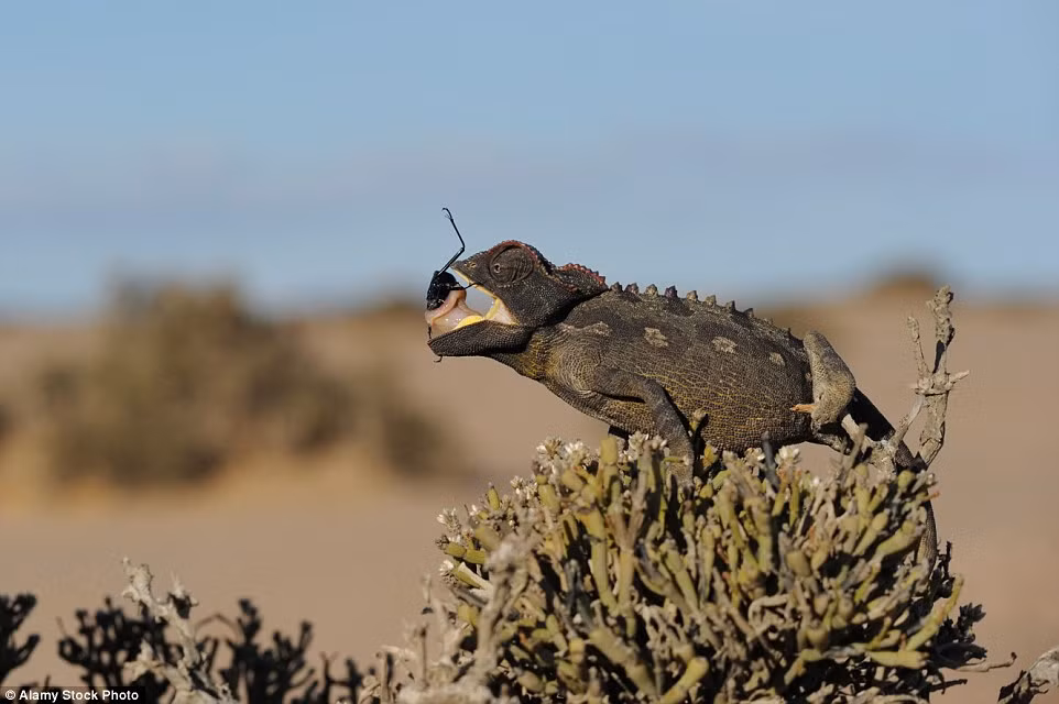 Sau đó, tắc kè hoa trèo lên ngọn một cây xương rồng trước khi thưởng thức con mồi.