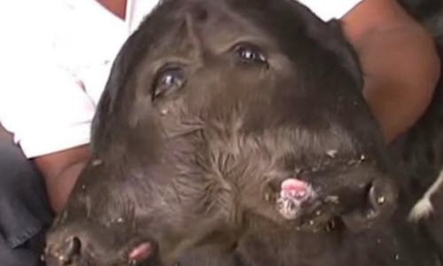 Can canh be con hai dau gay xon xao