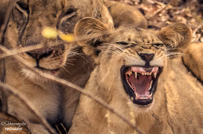 Sư tử con có vẻ buồn ngủ sau khi ăn trưa.