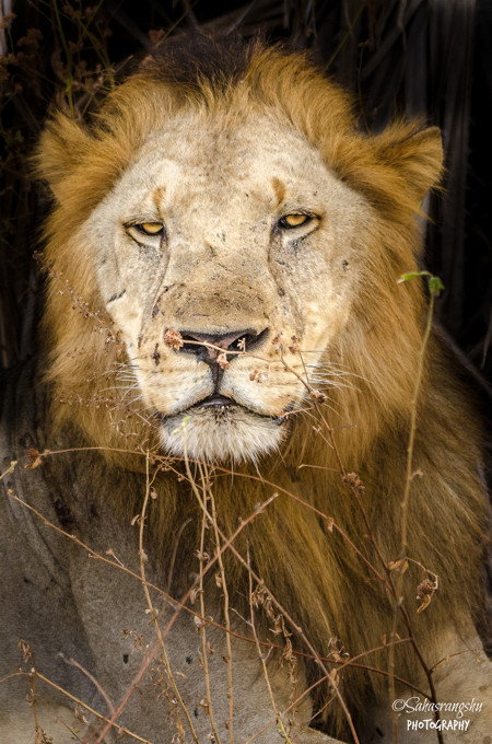 Vẻ dữ tợn của con sư tử đực.